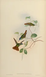 Chrysuronia josephinae = Chrysuronia oenone josephinae